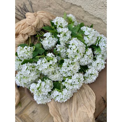 10. Viburnum biela 1.jpeg