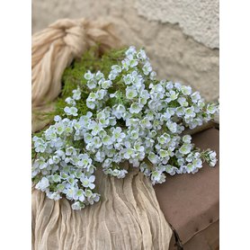 Waxflower biely/ chamelaucium