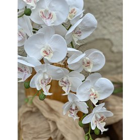 Phalaenopsis – orchidea biela